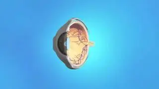 Retinal Angiography