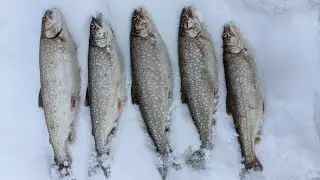 Crushing LAKE TROUT on LAKE HURON Through the ICE!!