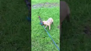 Cane Corso Puppy Therapy