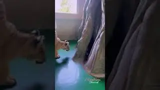 masih imut #satwalucu #funny #satwa #tiger #shorts