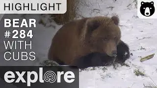 Mom Bear And Cubs Crash The Party - Brown Bears Live Cam Highlight 10/22/17