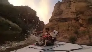 Dog Falls Off Water Board: 