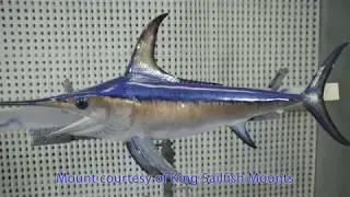 Billfish Identification | Swordfish
