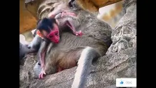 Emotional Scene of a Newborn Monkey Searching for Comfort
