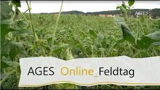Online-Feldtag 