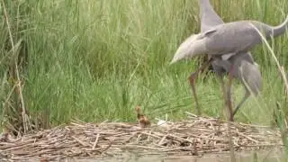 Sarus Crane Nesting
