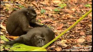 A day in their life - Sulawesi crested black macaque