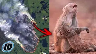 The Amazon Rainforest Is BURNING DOWN - UPDATE