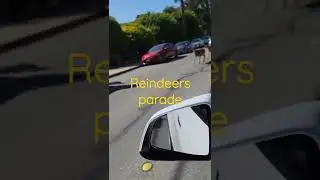 Reindeers gone wild