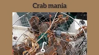 crab mania