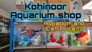 Old Aquarium Store in Town- Kohinoor Aquarium shop Nepal #aquariumshop #aquariumvlog #fishshop