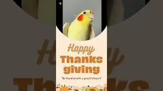 Happy thanksgiving to everyone from cockatiels!#thethanksgivingsong#birds#benrector#animal