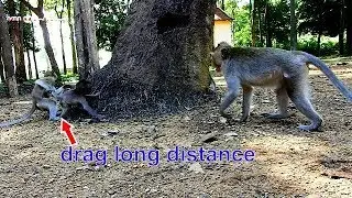 Help me mom | Big monkey play by catch Dodo's tail drag in long distance.