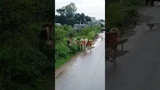 Dog fight on the side of the road #dog #funnydogs #dogfight #dogsound