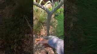 How to get alot of fruit on an olive tree in your garden #gardening #olives #growfood #permaculture