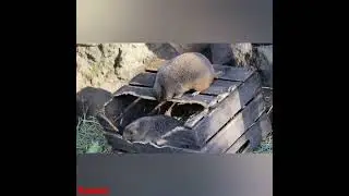#shorts rodent 🥰 #shorts #shorts #shorts vedio #viral #viral #shorts