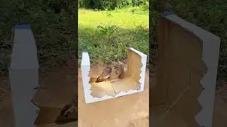 How to make traps Make easy trapes quail birds #shorts