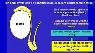 Male Contraceptive Development Targeting Spermatogenesis