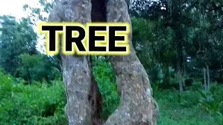 A tree control her body