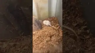 Cute White Mouse Exploring Its Enclosure 🐭 | Small Pet Care & Behavior