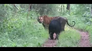 Tadoba- Buffer|| Tiger vs Sloth Bear || video owner- Mr. Ranveersingh Gautam