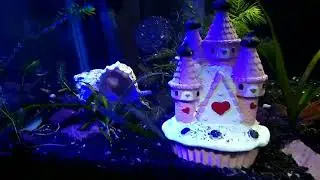 blue lobster, fancy guppy endler cross breed, mosquito fish fancy guppy cross breed, shrimmmp