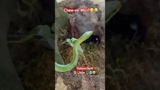 Labubu❤️Snakes?🐍🥶🤩#shorts #snake #greensnake #reptiles #animals #labubu #popmart #beautifulsnake