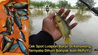 SAWAH MASIH TERENDAM AIR, KARAWANG MASIH BANJIR, TAPI IKANNYA GACOR• Mancing Ikan BETOK umpan Cacing