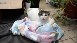 2026年2月3日 朝7:05〜8:00amの猫たち