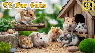 🔴 Ultimate Cat TV－Anti-Separation Anxiety & Prevent Boredom for Cats Home Alone😸Calming Mouse Videos
