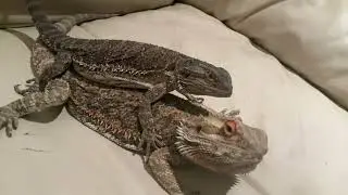 Bearded dragon