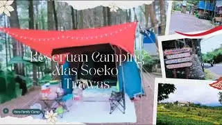 Camping asik pemandangan sawah dan pohon pinus | Alas Suko Trawas Mojokerto