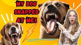 Is Your Dog Plotting World Domination? Decoding the Growls, Snaps, & Grumbles! For Real, Though!