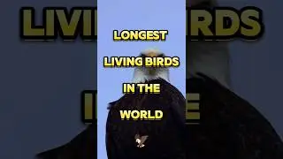 Top 10 longest living bird in the world 🌍🦅#top10 #youtubeshorts