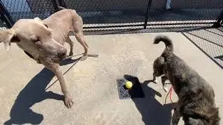 Great Dane 