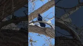 Male #grackle calling from a tree. #birdcalls #naturesounds #newmexico #birds