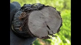 Best Practices with Doug Gubler for Preventing Trunk Diseases in Grapevines