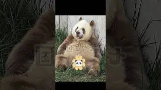 Adorable Chocolate Bear Cubs Jio-Jio Together! #ShaanxiQinlingBrownPandas...
