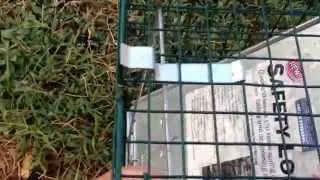 How to release skunks without getting sprayed