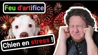 Ton chien à peur des feux d'artifice ?
