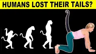 Why Humans Lost Their Tails, Or Did They..?