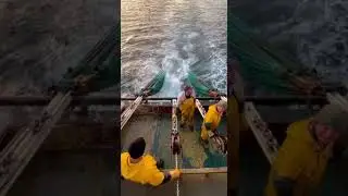 Shrimp Boat Gets FREE Security Guards That Nobody Asked For #shark