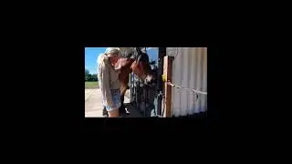 Horse Healing on the Road &ndash; Quantum & Energy Work 🐴✨ #HorseHealing #EnergyHealing #VanlifeTherapy