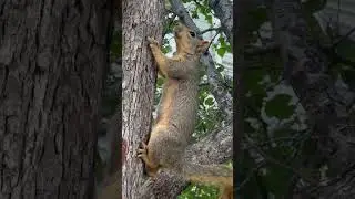 Squirrel on the tree