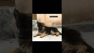 #germanshepherd #germanshepherdindia #germanshepherddog #gsd #gsdlover #gsdpuppy #puppy #dog #india