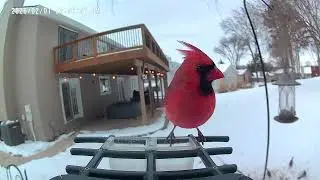 Bye Bye Starlings!! Hello Crazy Bird Lady 😂 #birds #birdcam 