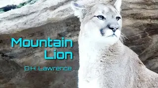 Mountain Lion By D. H. Lawrence