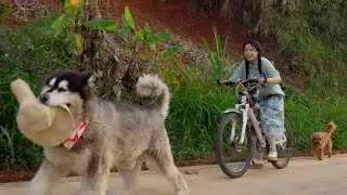 大王的运动时间！阿霞带着大王和来福出门骑单车 Dawang's exercise time! Asia took Dawang and Laifu out to ride a bicycle