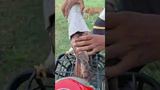 Rufous-winged buzard freefly