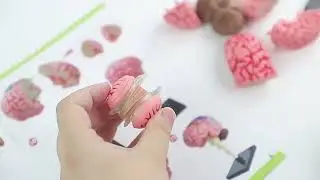 Early education 4D human organ brain model set, DIY assembly of scientific puzzle toys for primary a